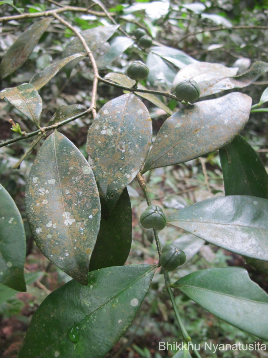 Suregada lanceolata (Willd.) Kuntze